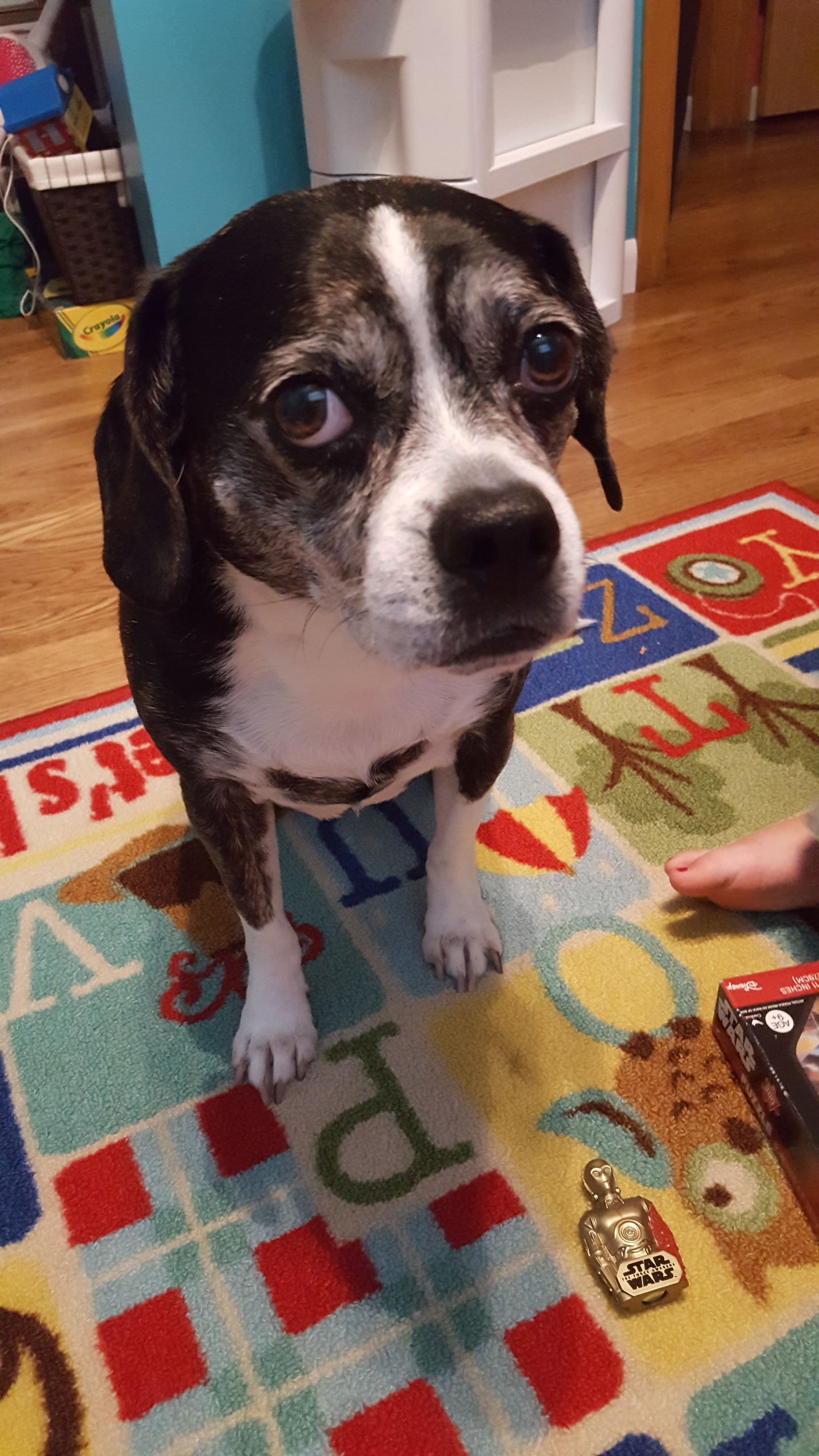 Minneside for Maddi, en elsket hund fra Oslo, ved Rainbow Bridge