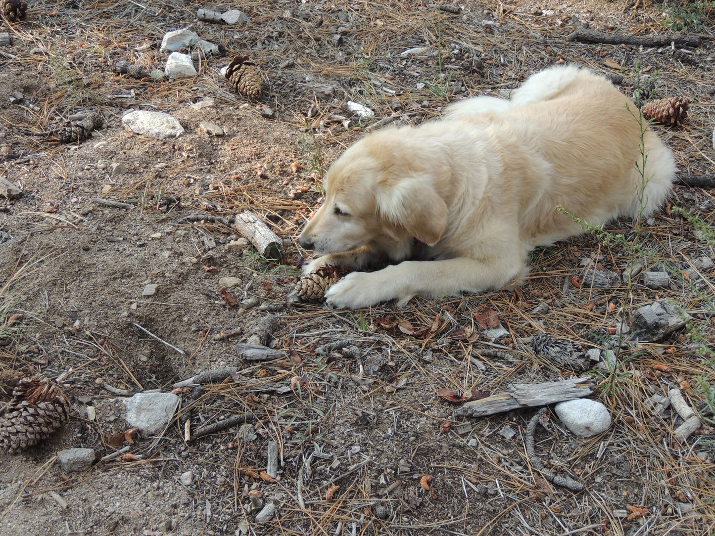 Lacy, en elsket hund, minnes av Renah i Trondheim.