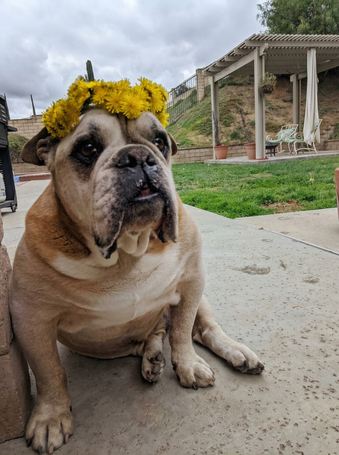 Reggie, en glad hund av pølsetype, ligger på gresset ved et hjem i Sandefjord.