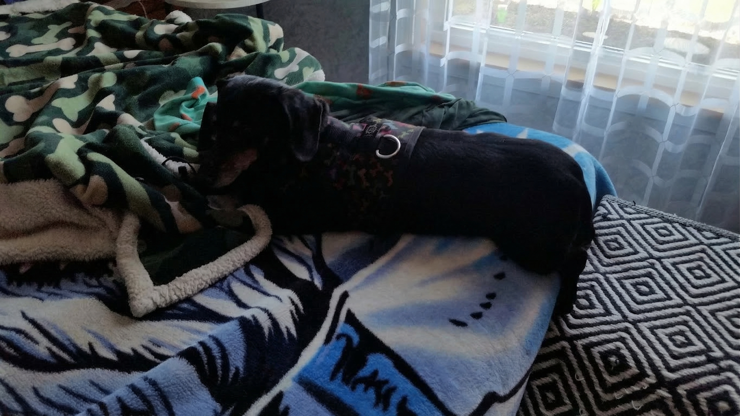 Bilde av Balder, en brun og hvit dachs, som sitter på en grå sofa i et hjem.