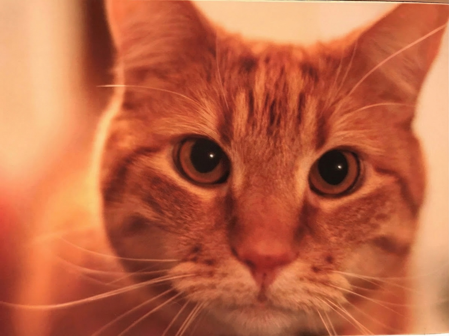 Kastanje katt som hviler på sofa i Kopervik, Norge. Minnepote regnbuebro bilde.