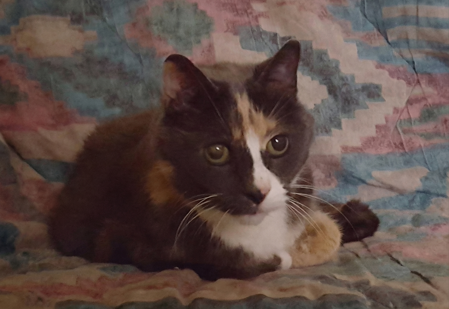 Skylar calico-katt som ligger på et teppe, minnebildet fra Bergen, Norge.