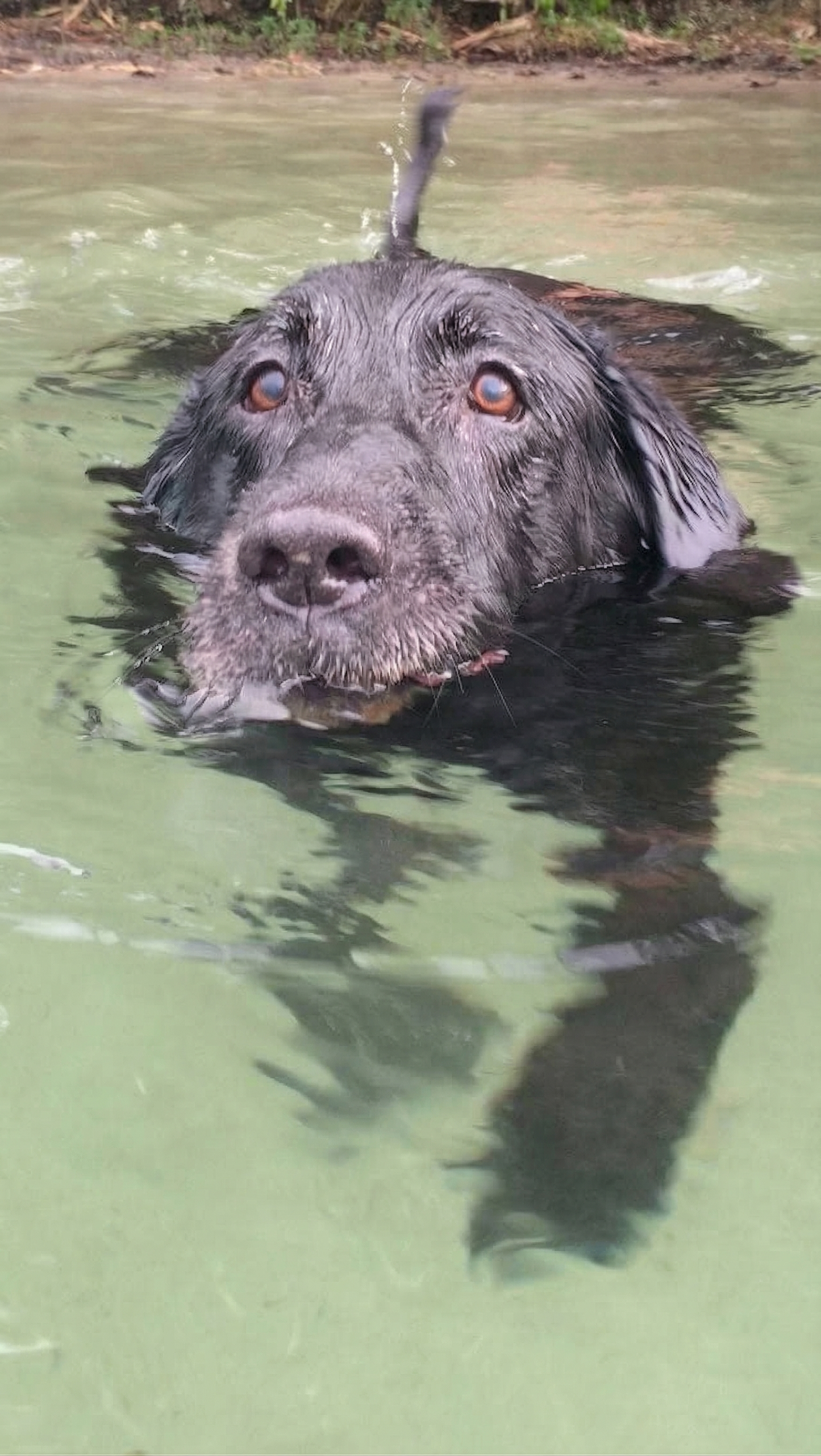 Max, en glad hund som står i baugen på en båt med vinden i håret, klar for eventyr i Lysefjorden.