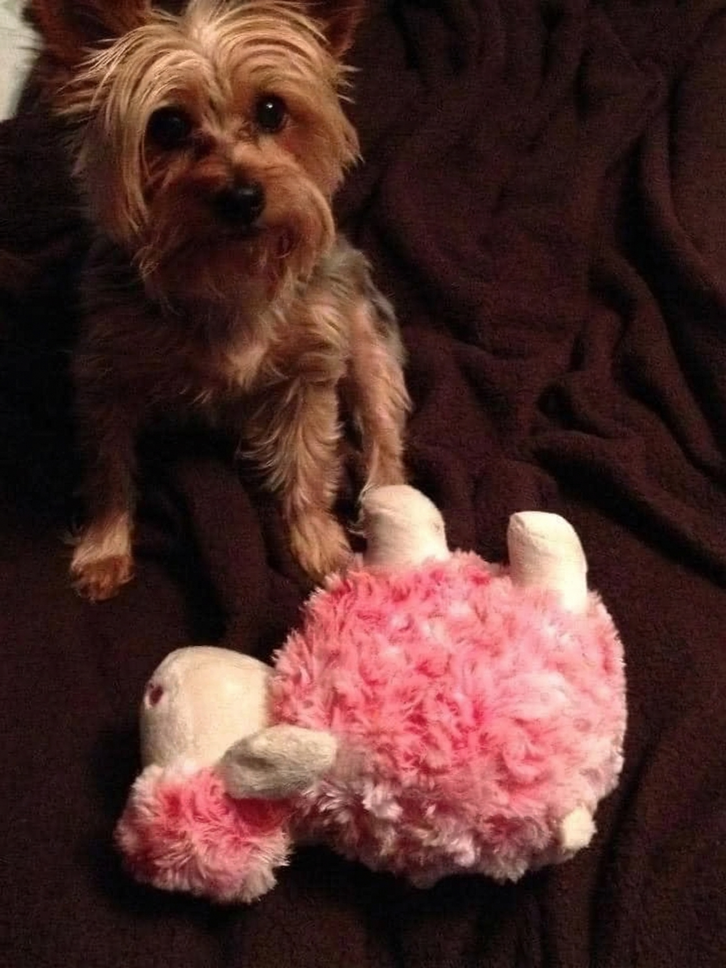 Foto av Luna, en yorkshire terrier, som sitter foran et tre. Bildet er fra minneveggen til Minnepote.