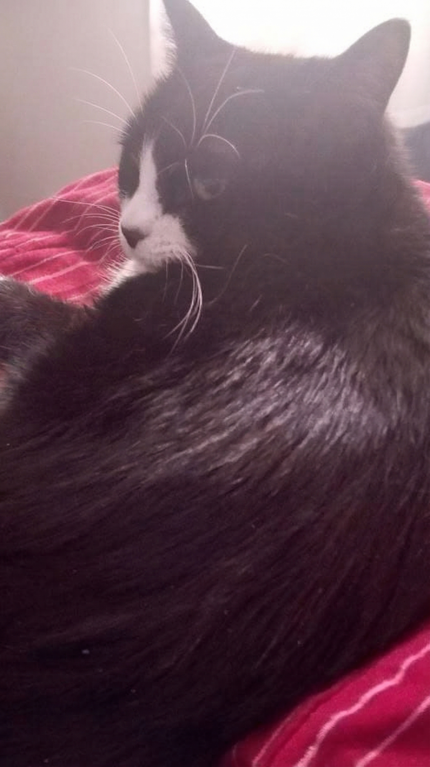 Bilde av katten Lola som sitter på en stol, med en halsbånd og en rolig holdning. Foto til minne om Lola.