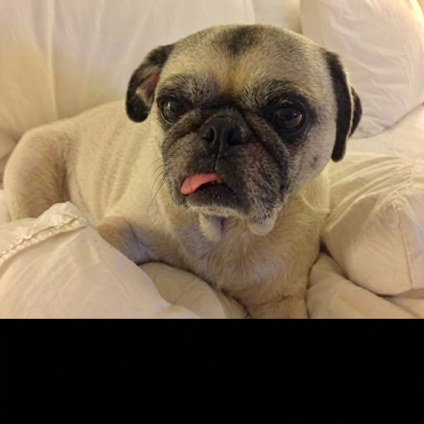 Bilde av Troll, en mops som nå har gått over regnbuebroen.