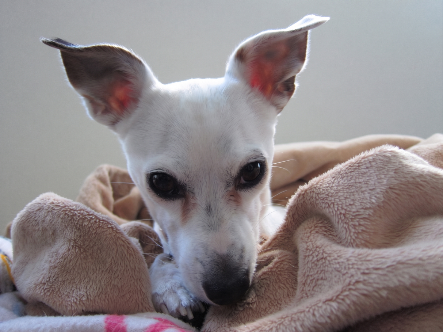 Bella Boo, en liten hund som sitter på gresset, ser mot kamera med et rolig uttrykk. Regnbuebroen til kjæledyr.