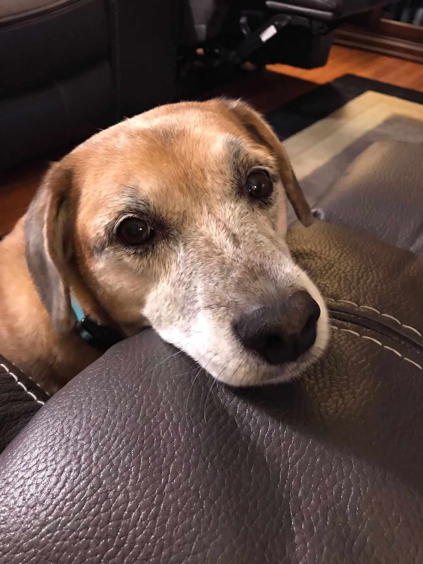 Rex, en hunde i regnbuebroen, minnebildet fra Minnepote.