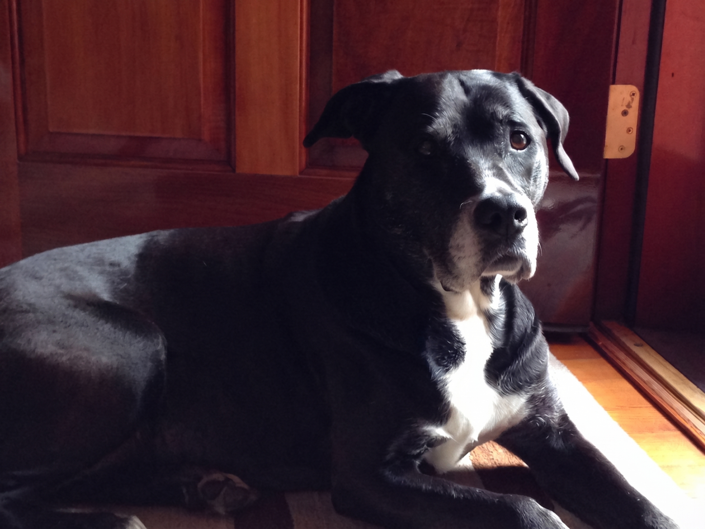 Minnepote for hunden Bjørn – et minne om en trofast og livlig følgesvenn fra Tromsdalen, Norge.