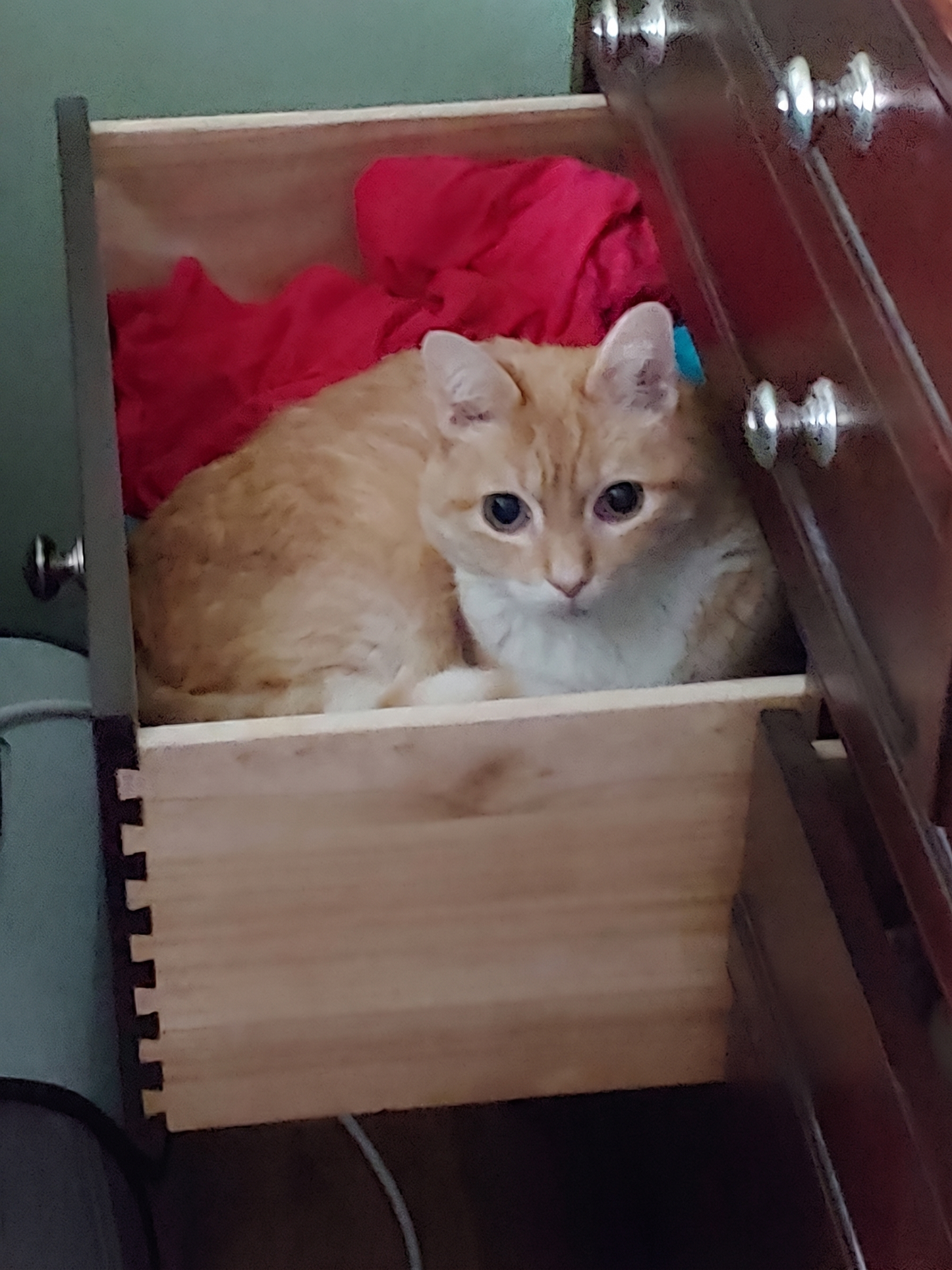 Mikkel, en oransje katt, ligger på en blå teppe og ser mot kameraet med store øyne.