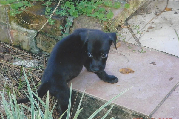 Balto