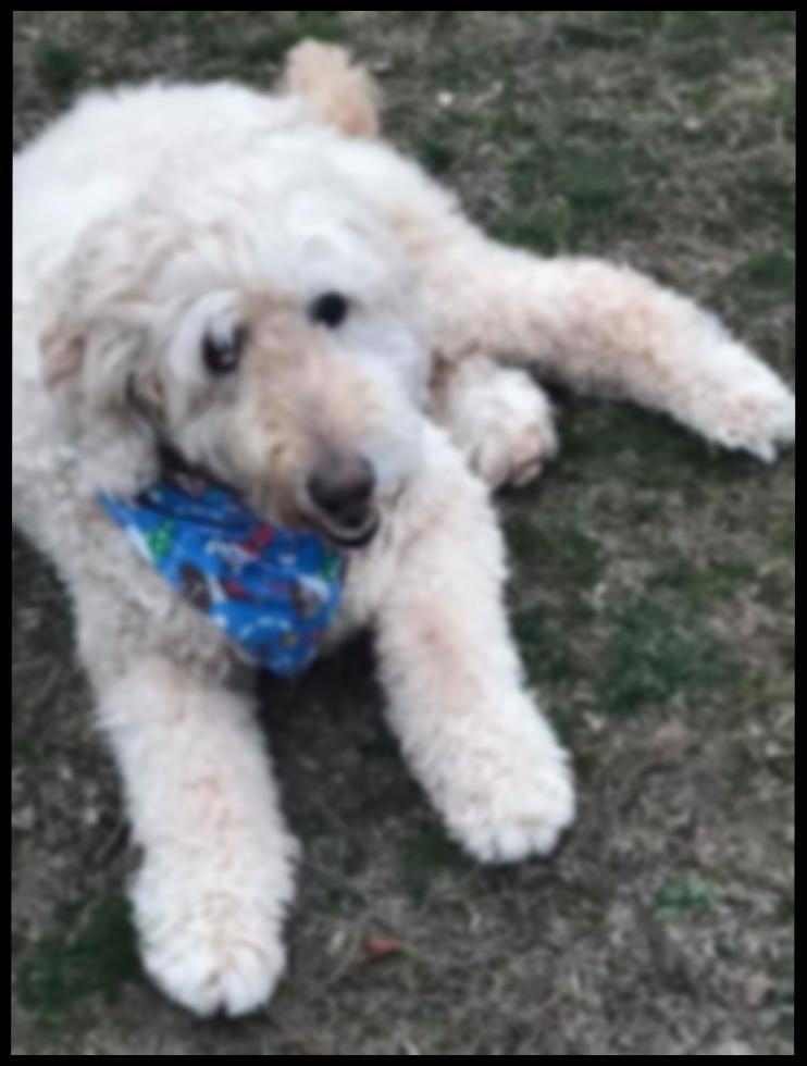 Minnbilde av Svippen 